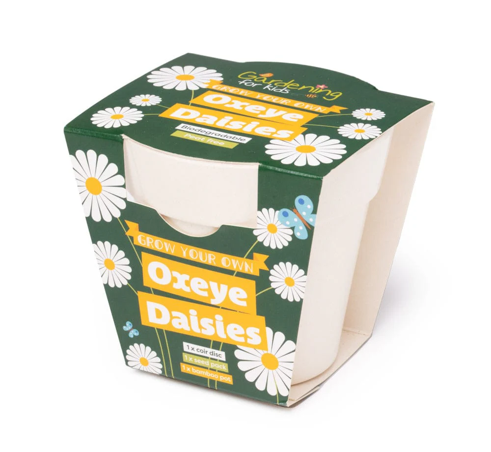 Oxeye Daisy Wildflower Growing Kits with Pot - Image 2