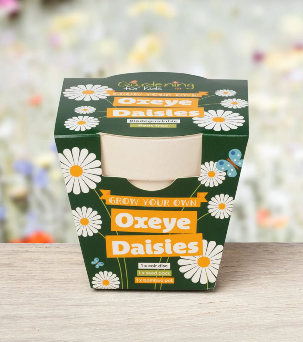Oxeye Daisy Wildflower Growing Kits with Pot - Image 3