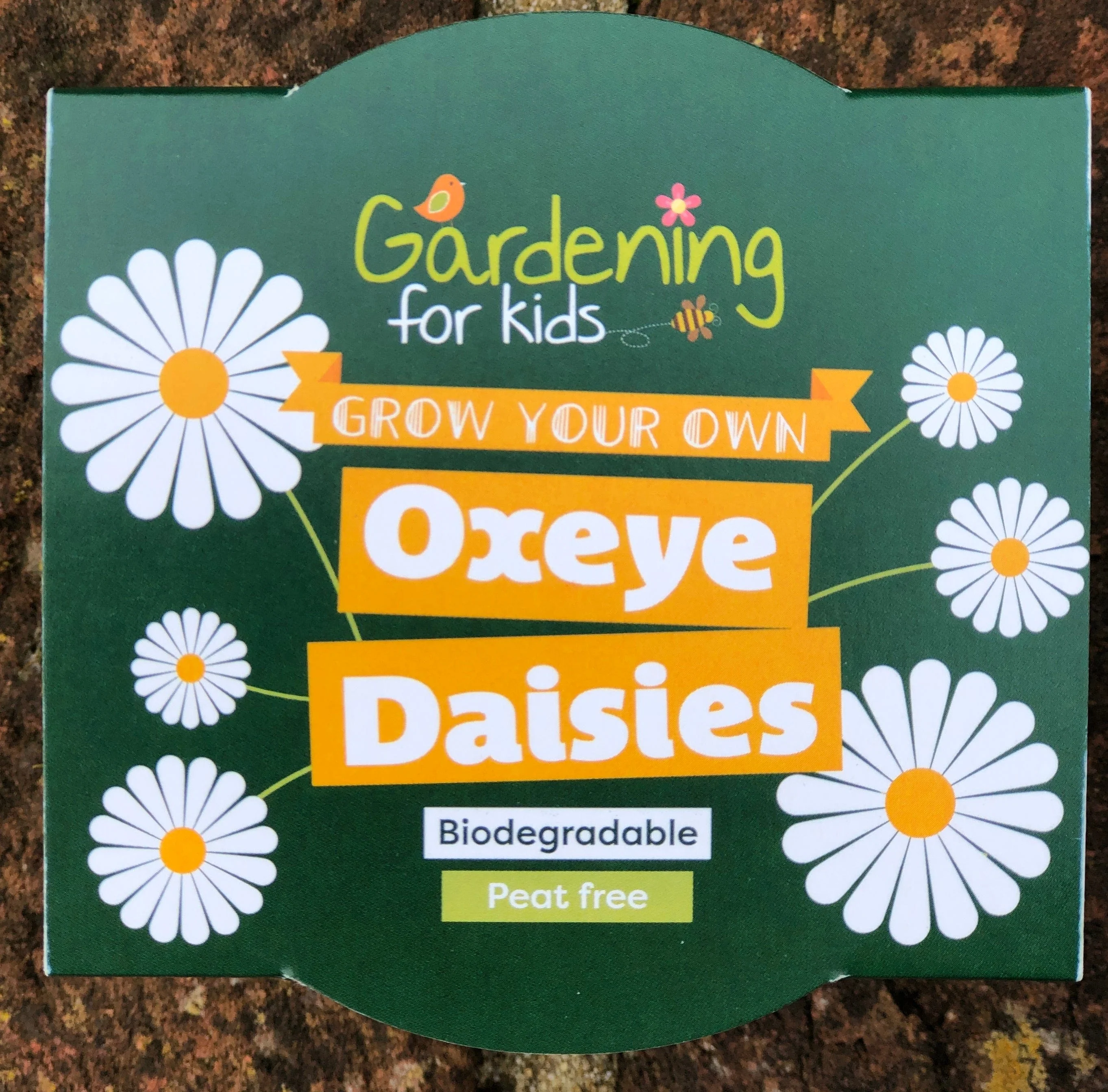 Oxeye Daisy Wildflower Growing Kits with Pot - Image 4