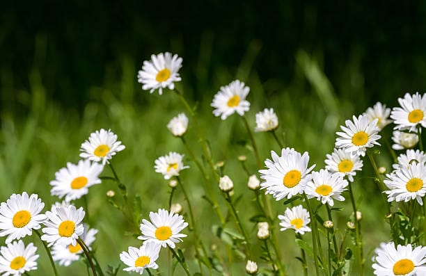 Oxeye Daisy Wildflower Growing Kits with Pot - Image 6