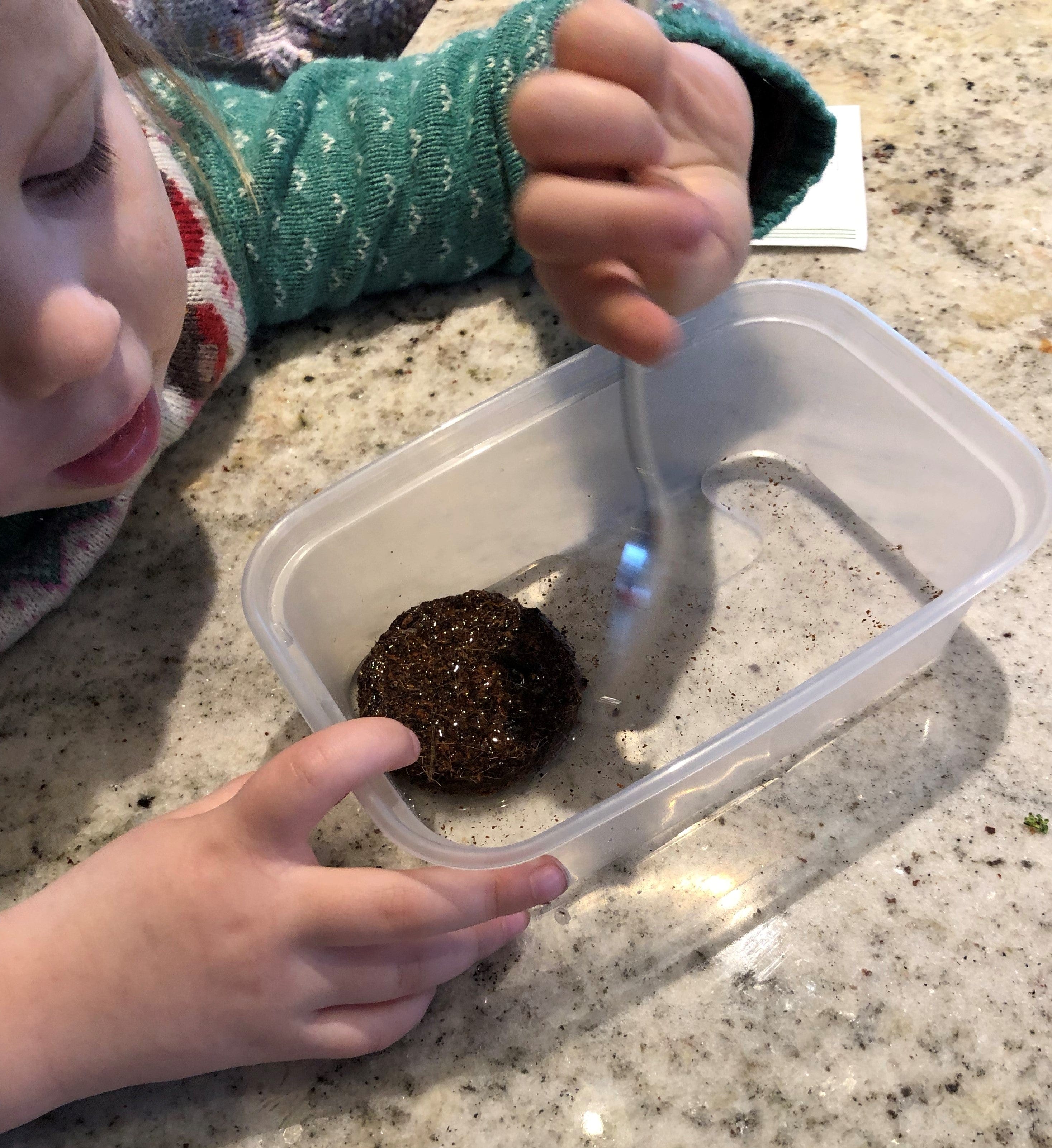 Children's Grow Your Own Peas Growing Kit with Pot - Image 7