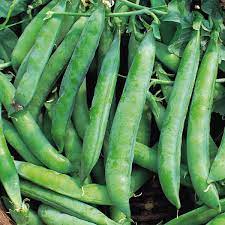 Children's Grow Your Own Peas Growing Kit with Pot - Image 9