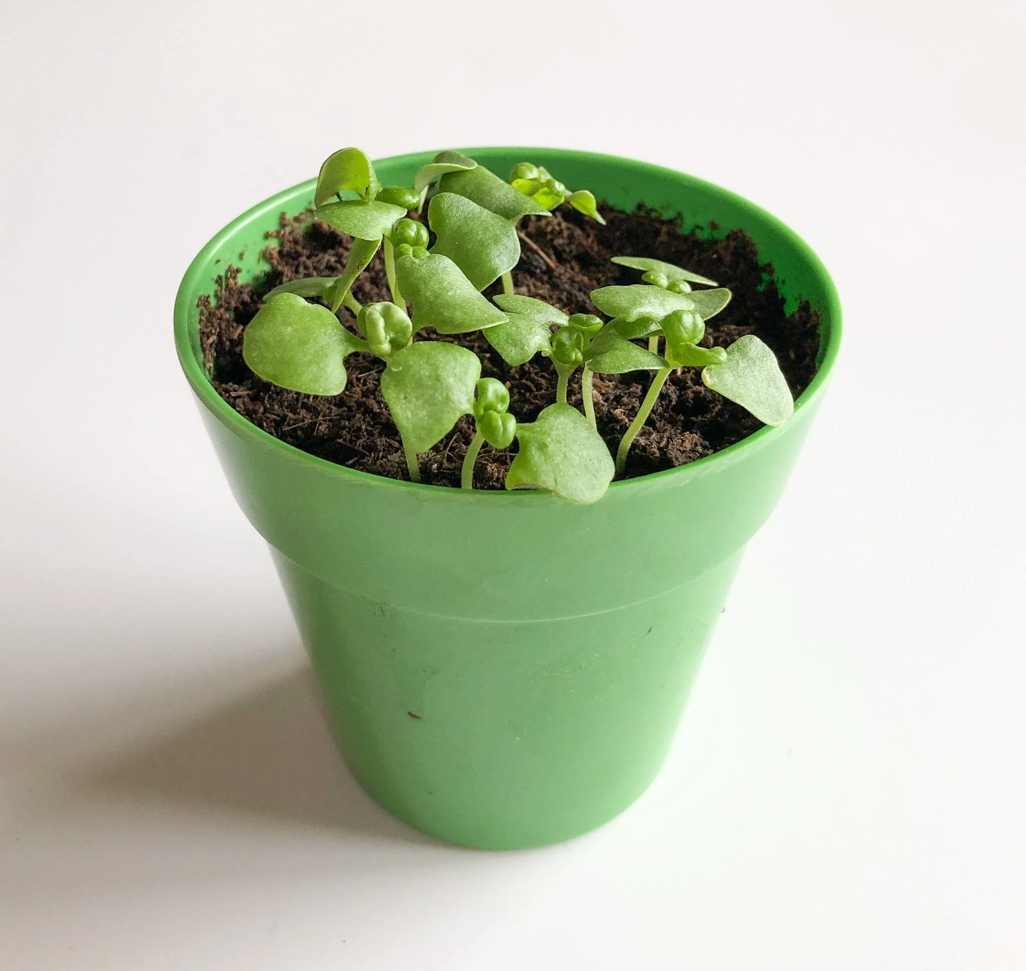 Pizza Toppings Growing Kit - Image 6