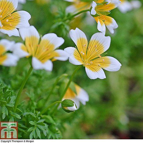 Poached Egg Plant Seeds - Image 3