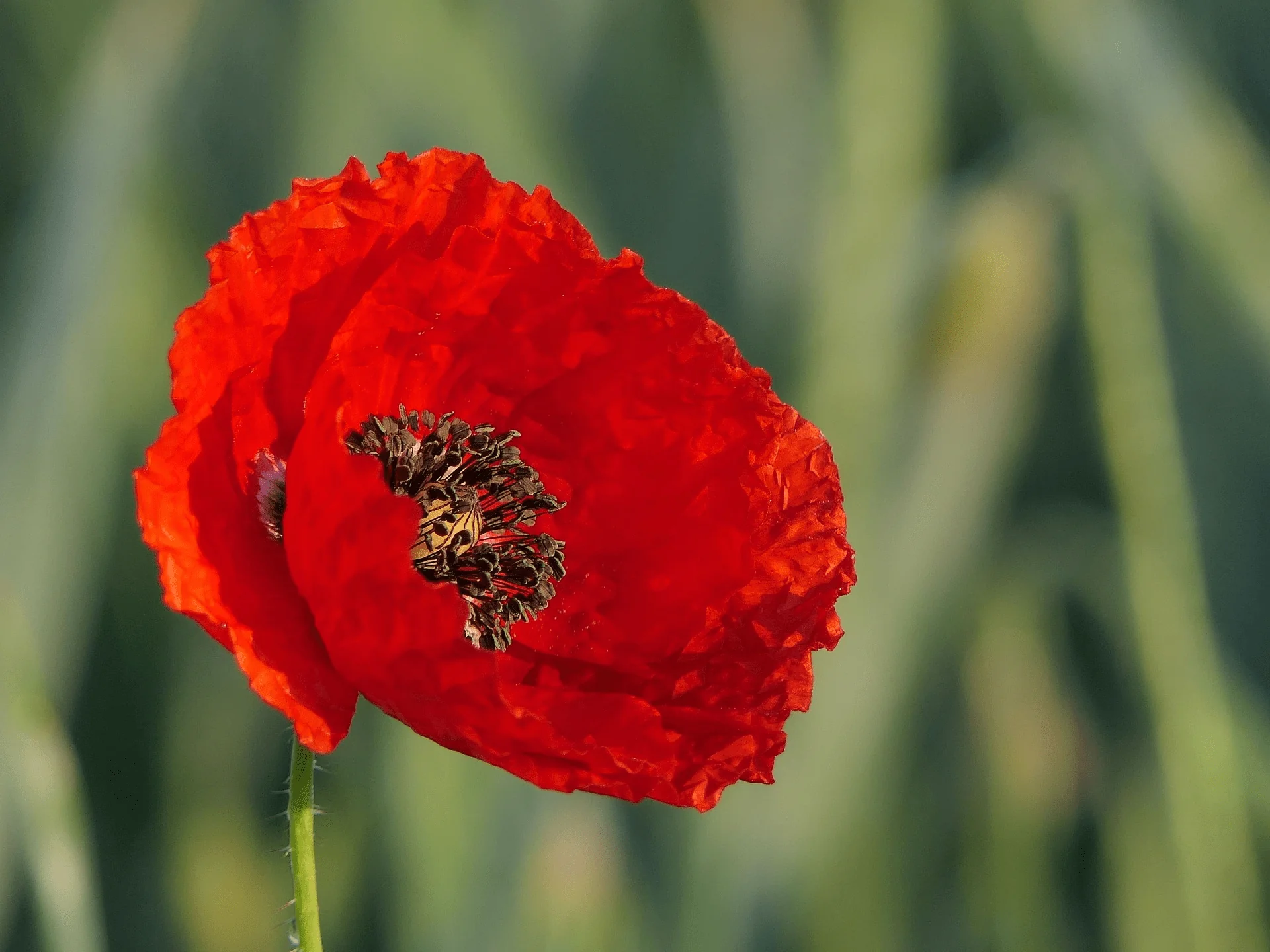 Poppies Wildflower Growing Kit with Pot - Image 7