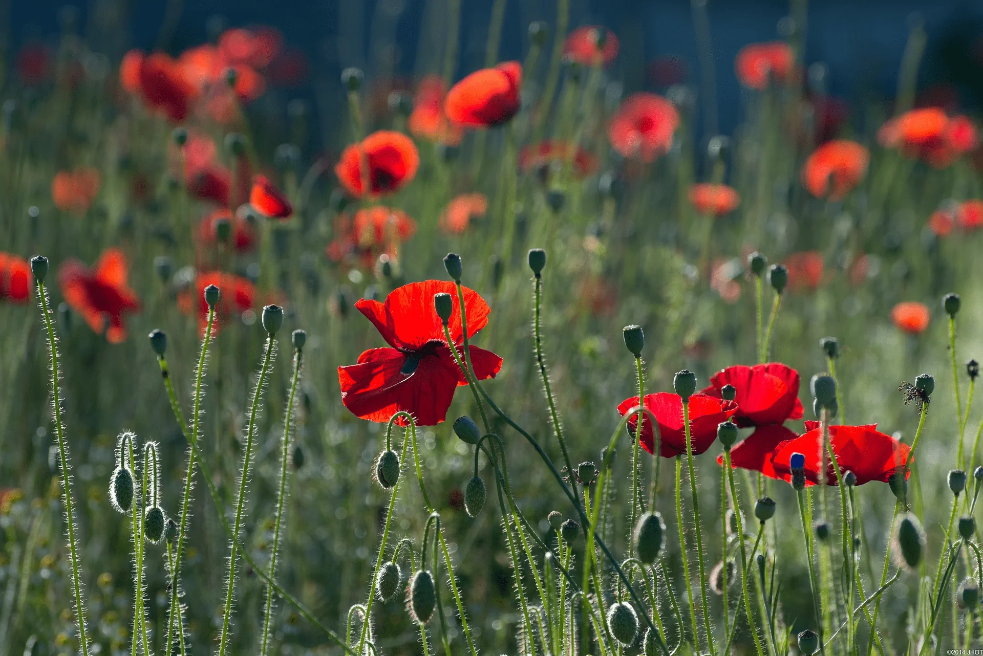 Poppies Wildflower Growing Kit with Pot - Image 8