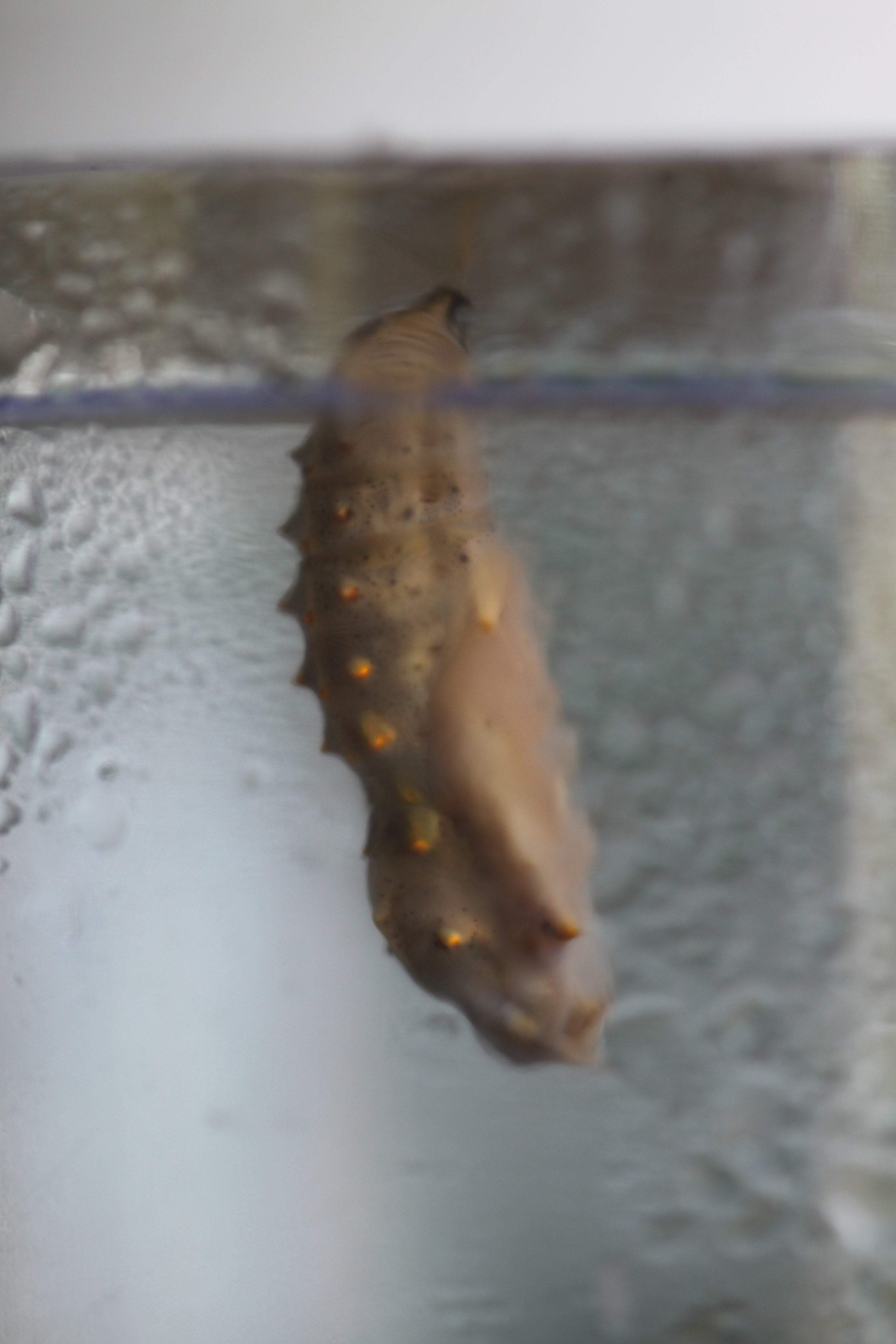 Live Butterfly Garden Growing Kit - Image 4