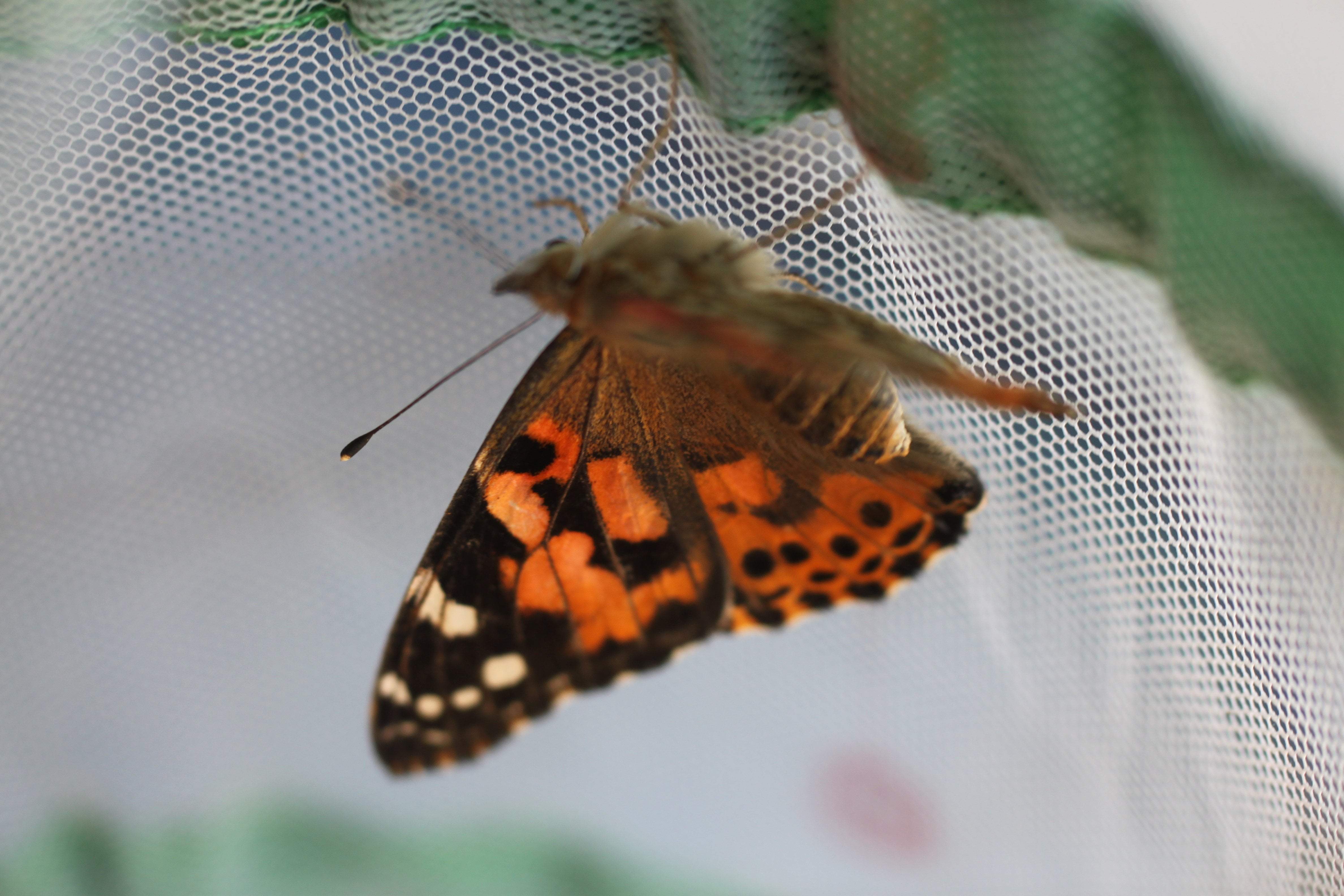 Live Butterfly Garden Growing Kit - Image 5
