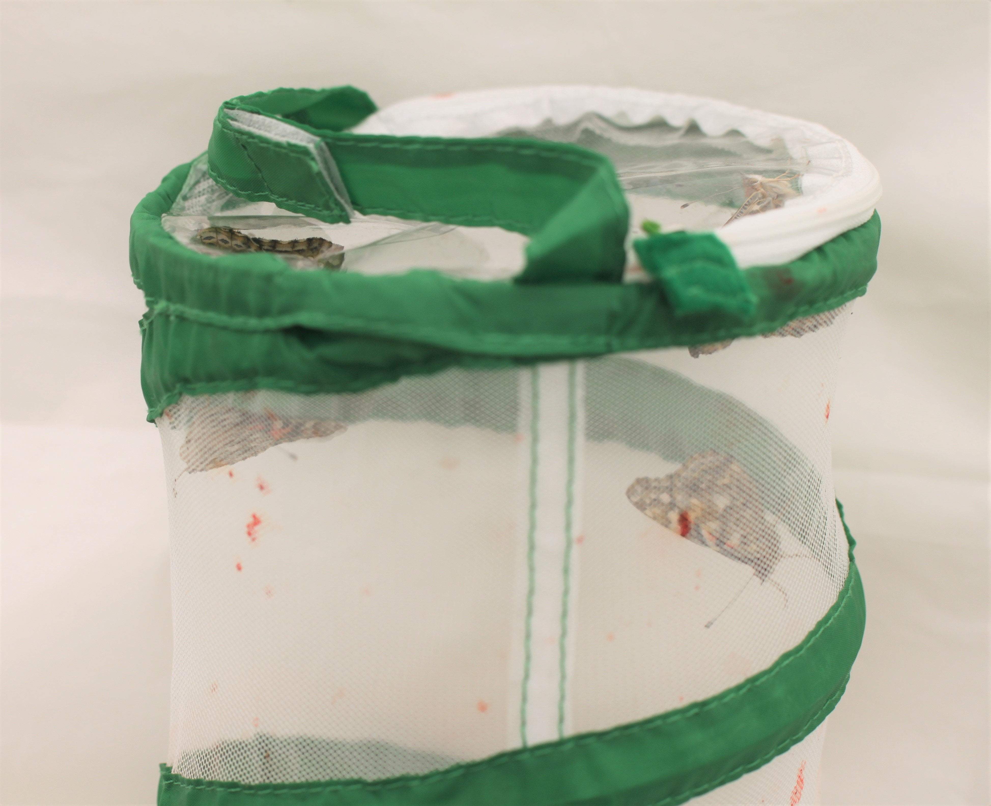 Live Butterfly Garden Growing Kit - Image 6