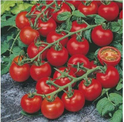 Salad Garden Growing Kit - Image 6