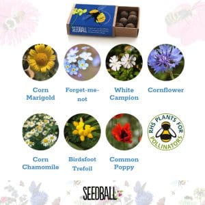 Seedballs - Bees Collection matchboxes - Image 4