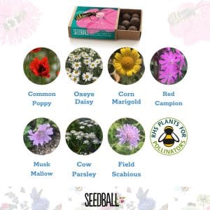 Seedballs - Bees Collection matchboxes - Image 5