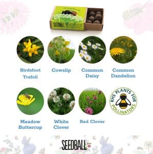 Seedballs - Bees Collection matchboxes - Image 6