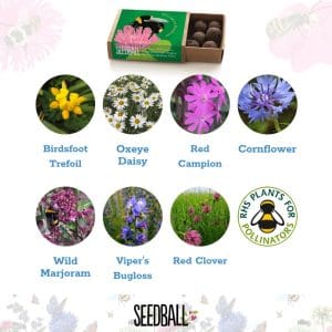 Seedballs - Bees Collection matchboxes - Image 8