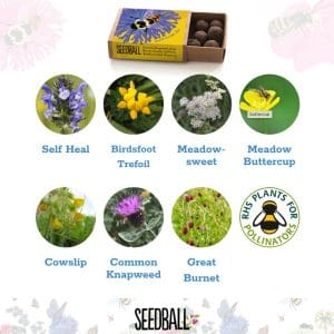 Seedballs - Bees Collection matchboxes - Image 9