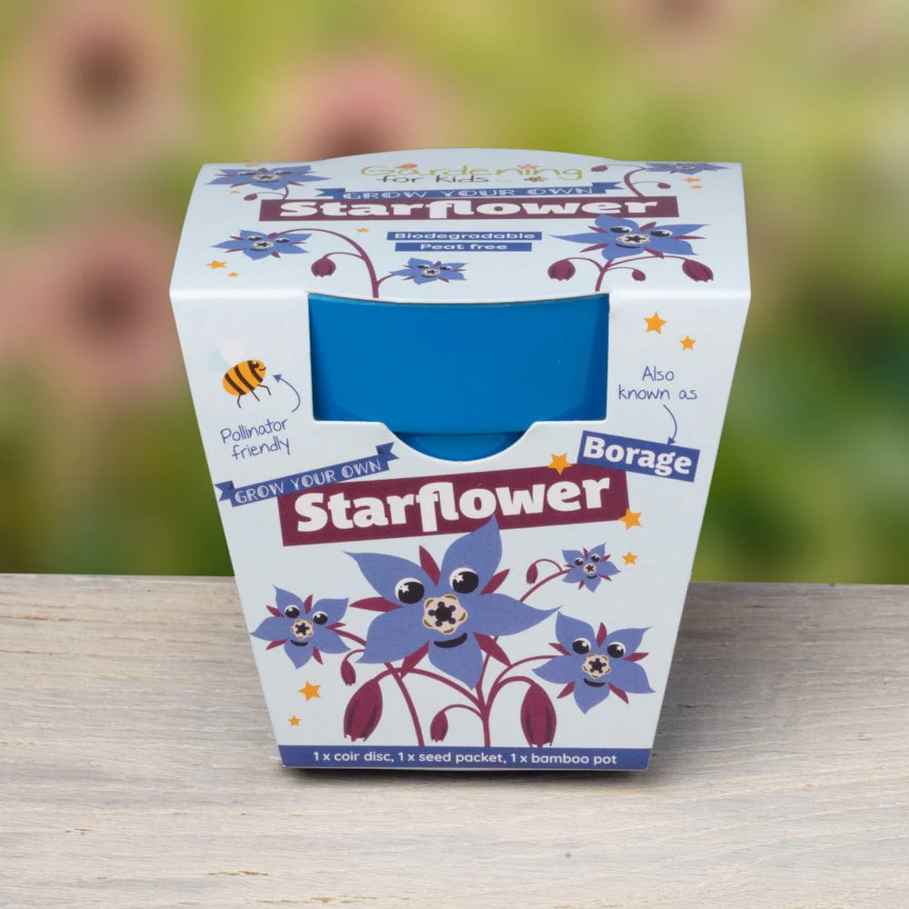 Starflower Borage Growing Kit with Pot - Image 3