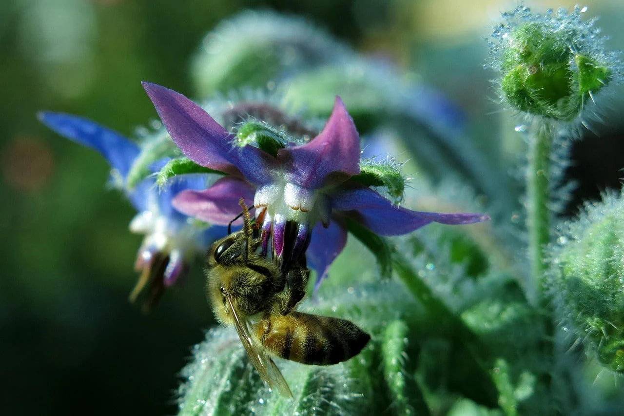 Starflower Borage Growing Kit with Pot - Image 6