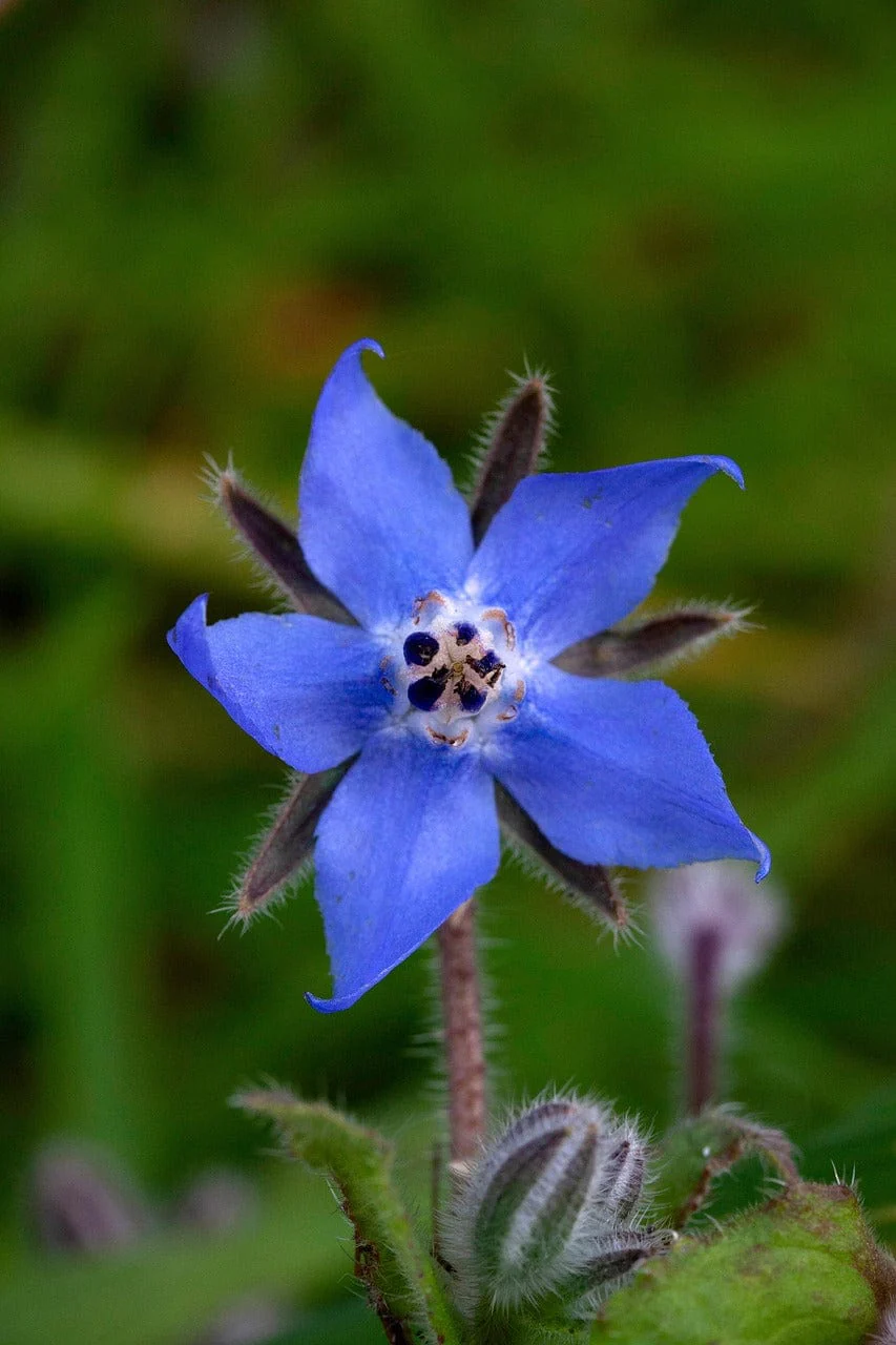 Starflower Borage Growing Kit with Pot - Image 7