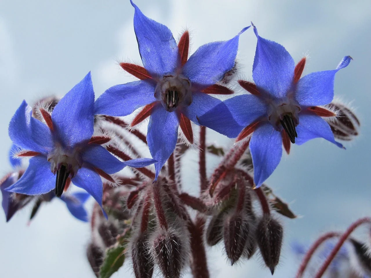 Starflower Borage Growing Kit with Pot - Image 8