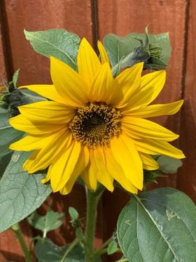 Sunflower Growing Kit with Pot - Image 6