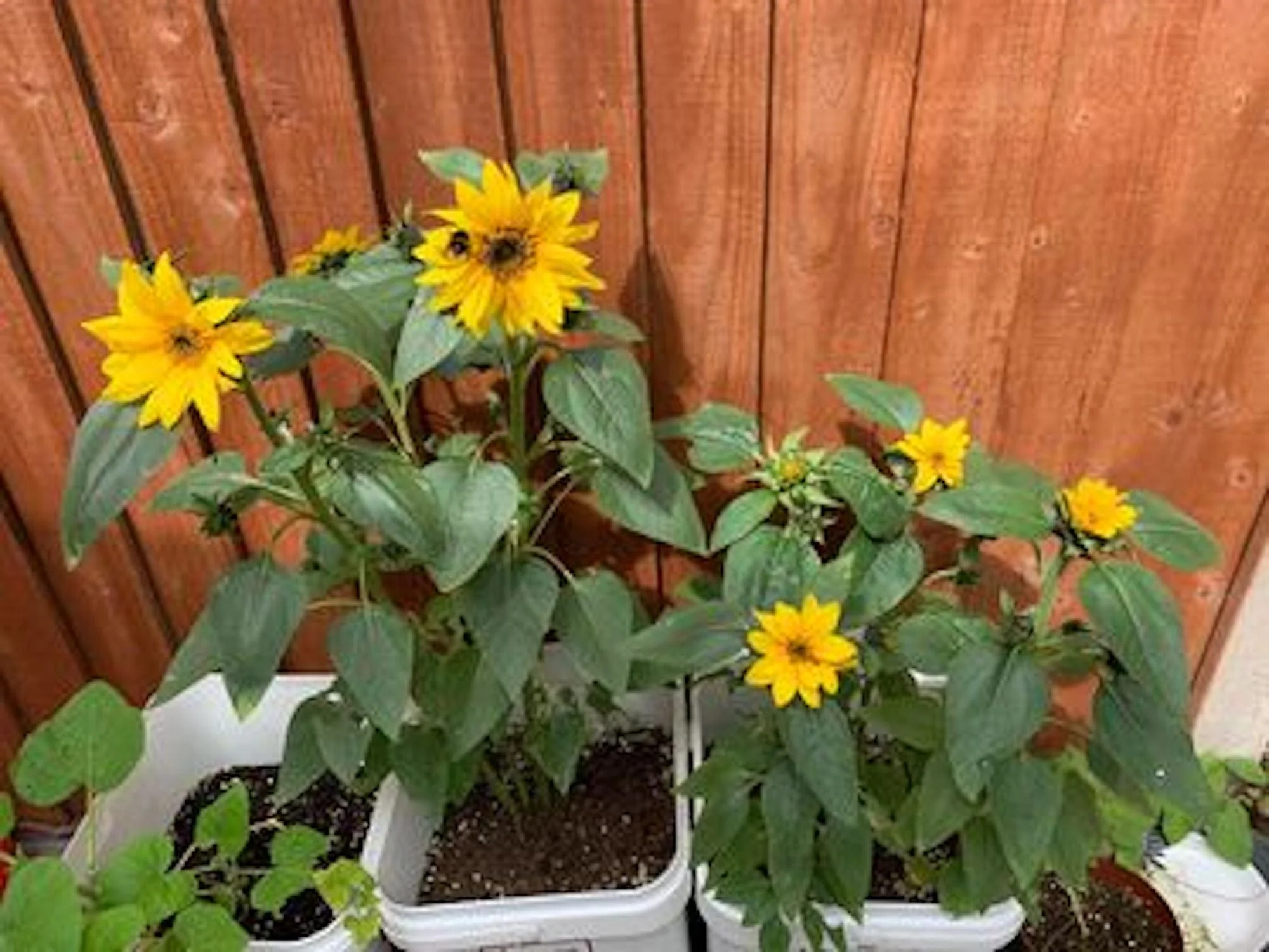 Sunflower Growing Kit with Pot - Image 7