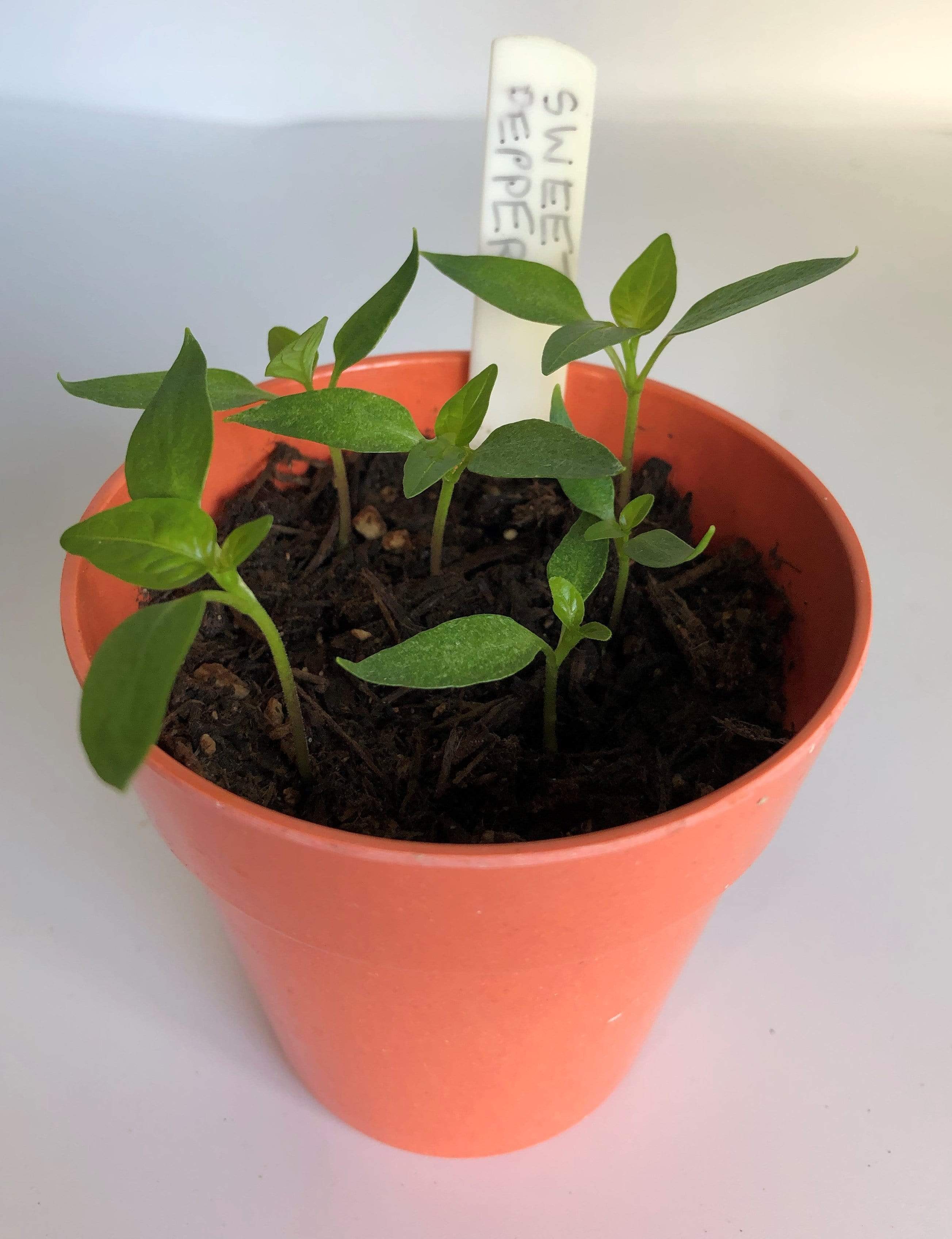 Sweet Peppers Growing Kit with Pot - Image 6