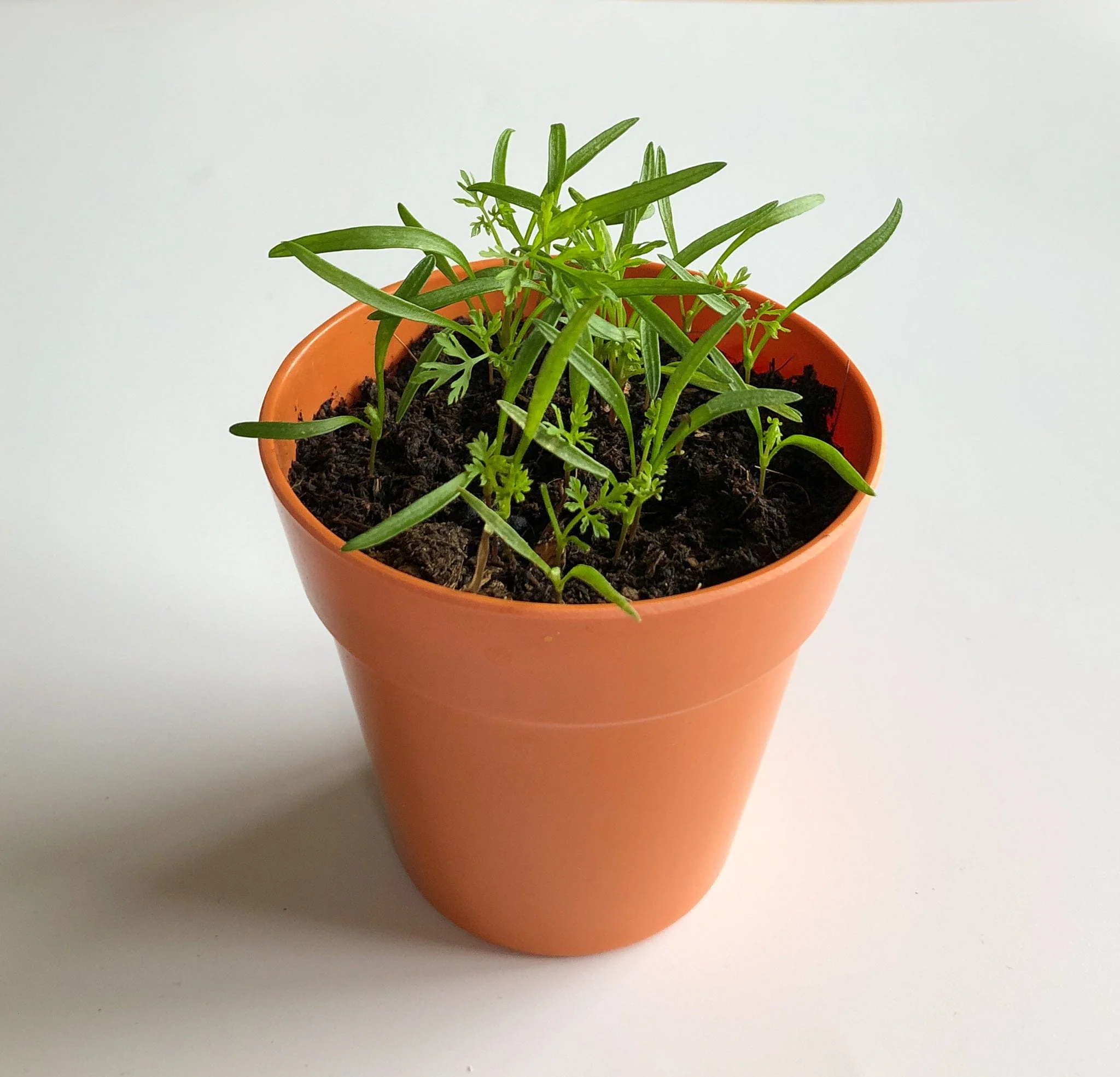 Vegetable Garden Growing Kit - Image 5