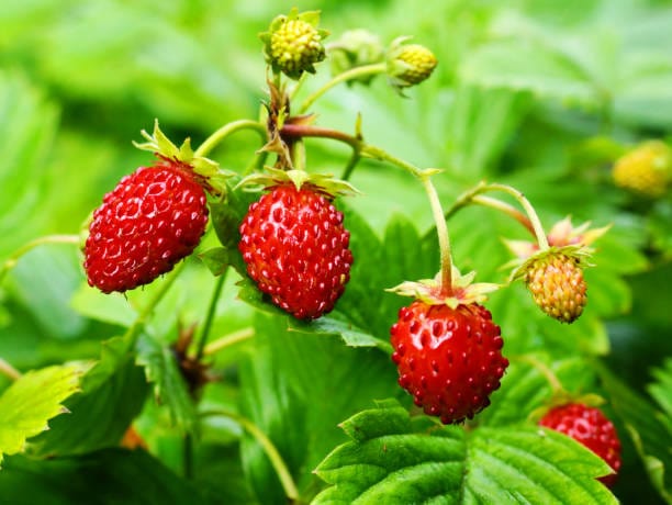 Wild Alpine Strawberry Wildflower Growing Kit with Pot - Image 7