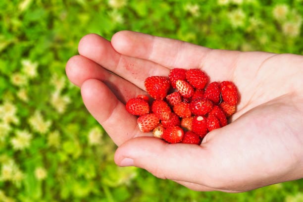 Wild Alpine Strawberry Wildflower Growing Kit with Pot - Image 8