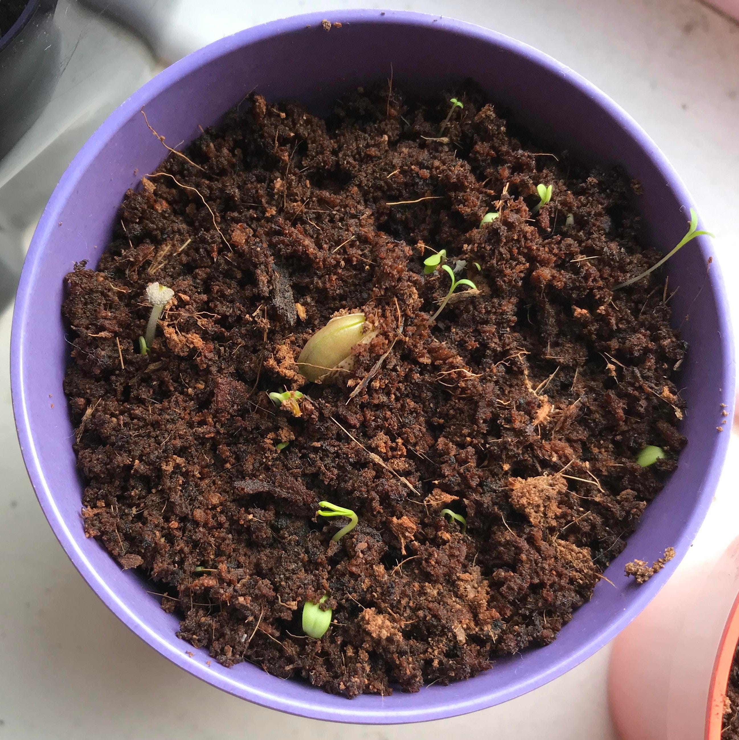 Wildflower Garden Growing Kit - Image 5