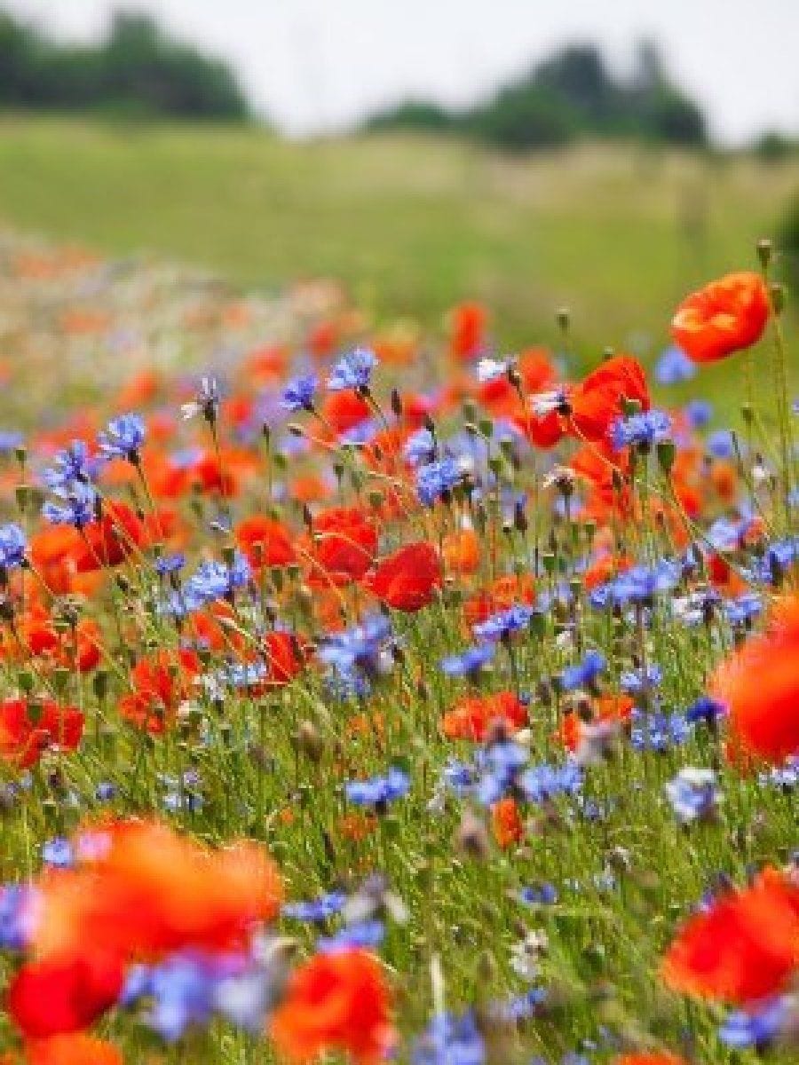 Wildflower Garden Growing Kit - Image 6