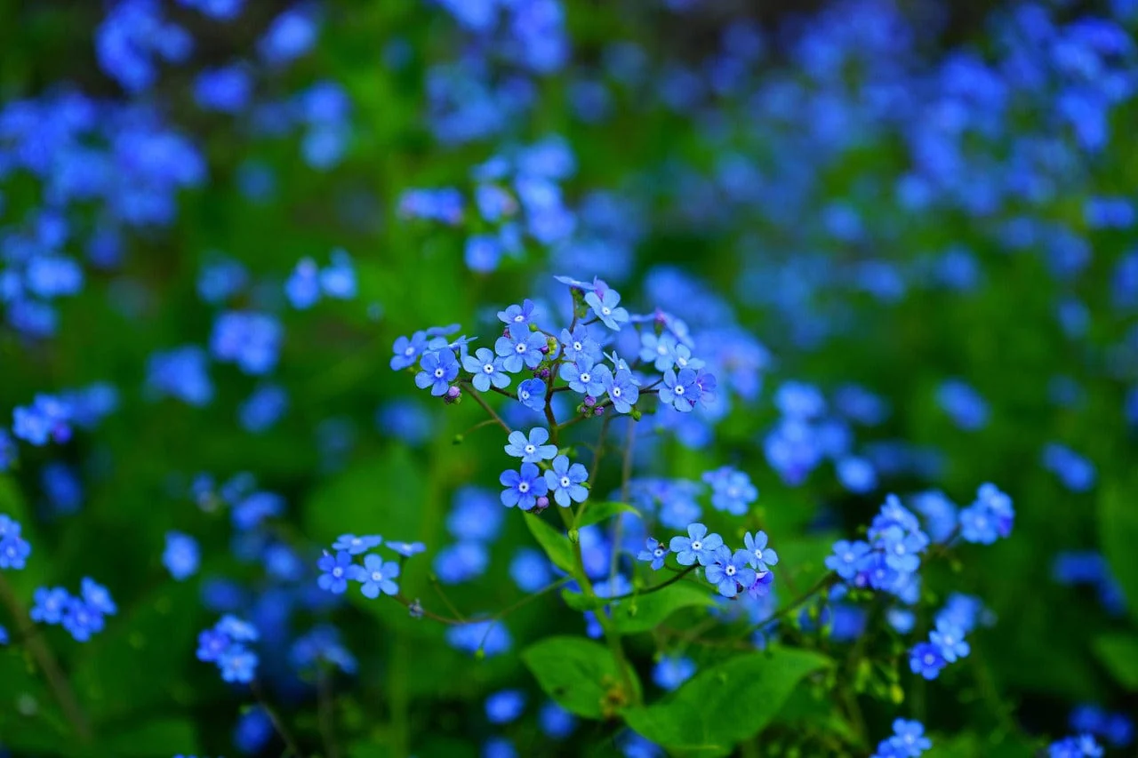 Little Nature Explorers Grow Your Own Forget Me Nots Growing Kit - Image 7