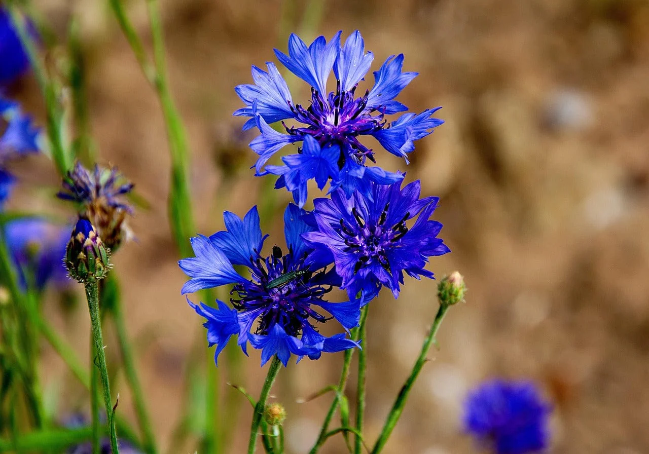 Little Nature Explorers Children's Grow Your Own Cornflowers Growing Kit - Image 8