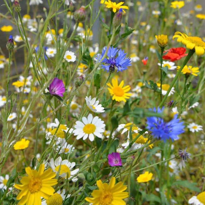 Wildflower Growing Kit with Pot - Image 5
