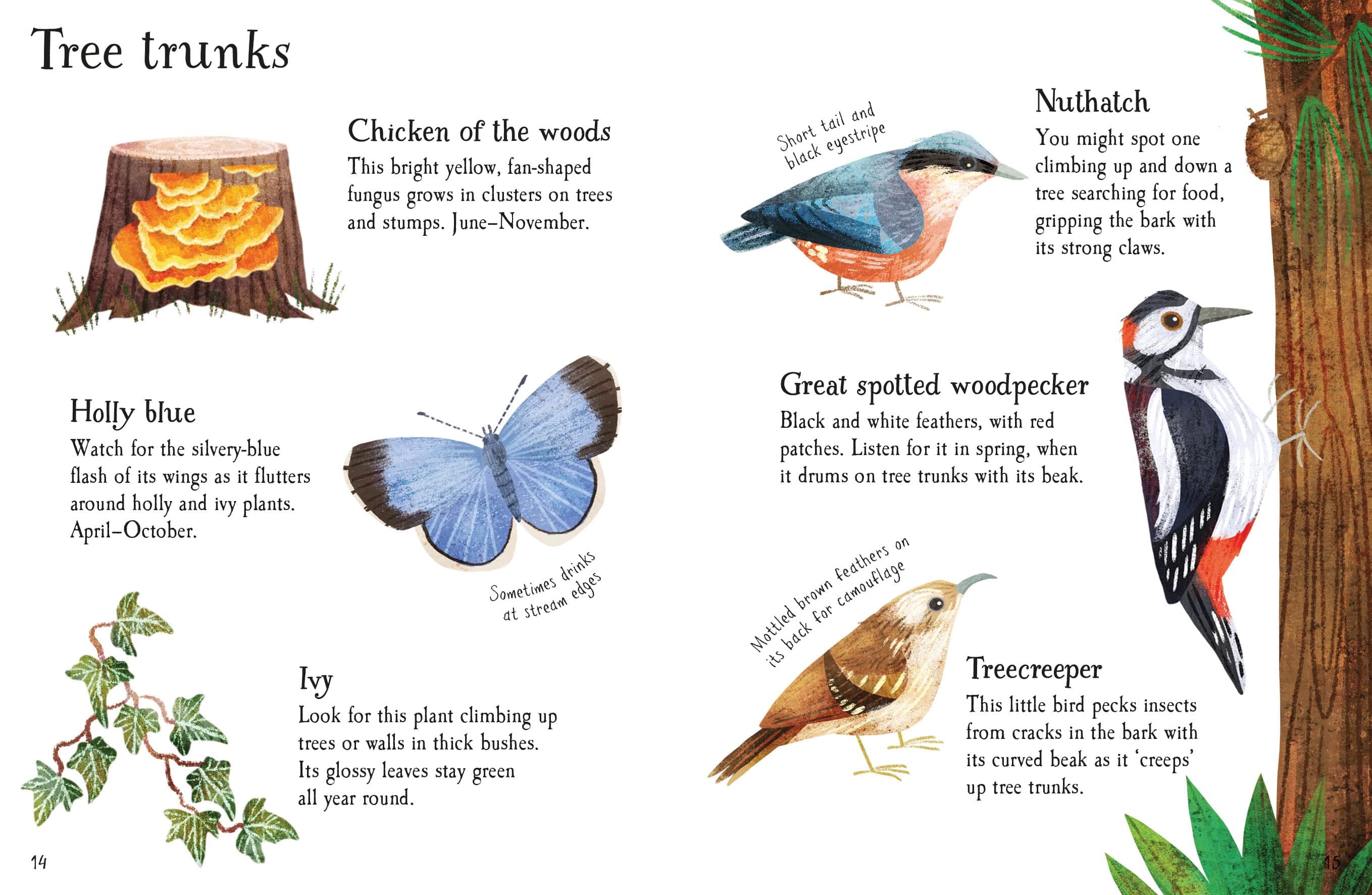 Woodland Life to Spot - Usborne Children's Mini Guides Nature book - Image 3