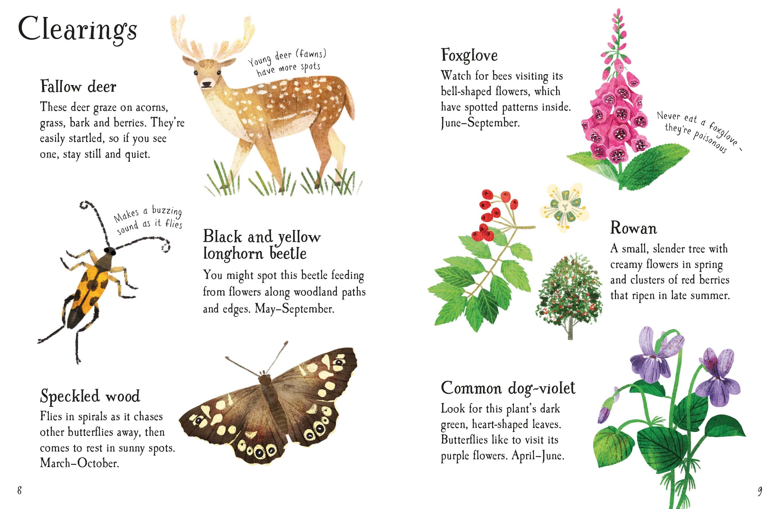 Woodland Life to Spot - Usborne Children's Mini Guides Nature book - Image 4